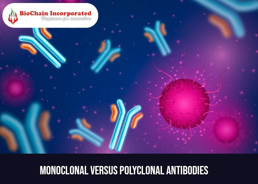 How Are Monoclonal Antibodies Different From Polyclonal Antibodies?