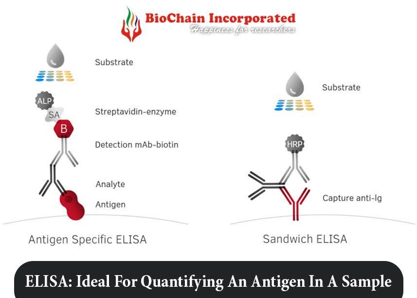 What are Some Of The Namely And Widely Popular ELISA Components?