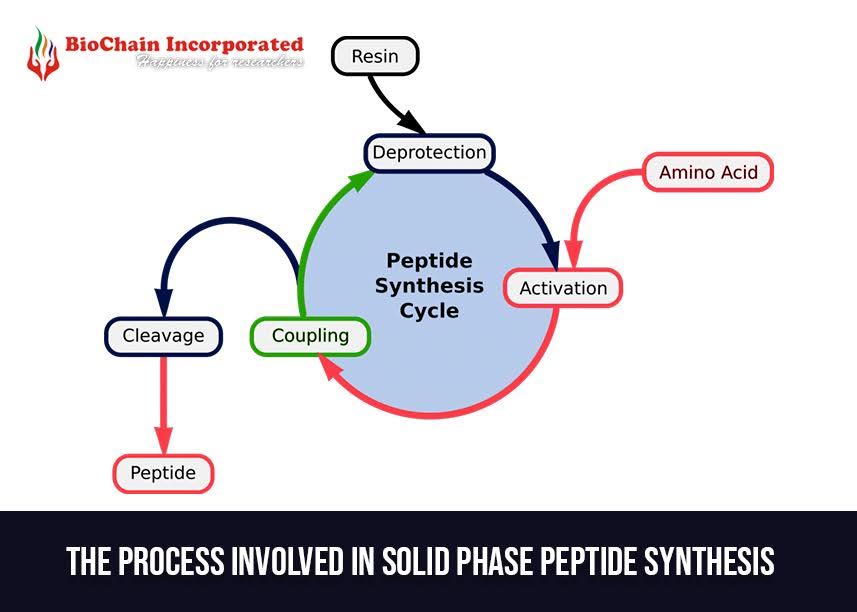 Facts You Need To Understand About Solid Phase Peptide Synthesis