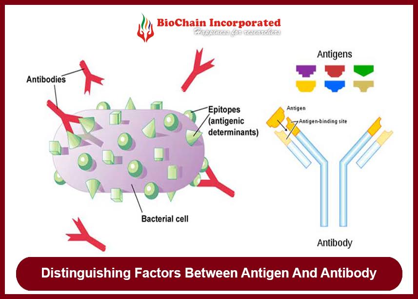 What Are The Basic Differences Among Antigens And Antibodies?
