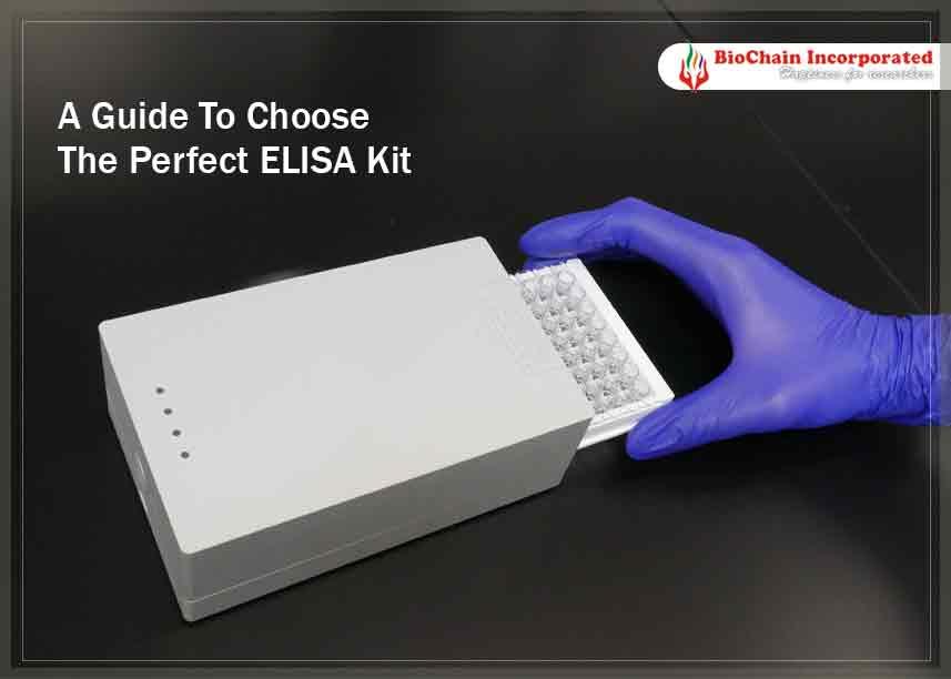 6 Elite Tips And Tricks To Select The Right ELISA Kit For You!