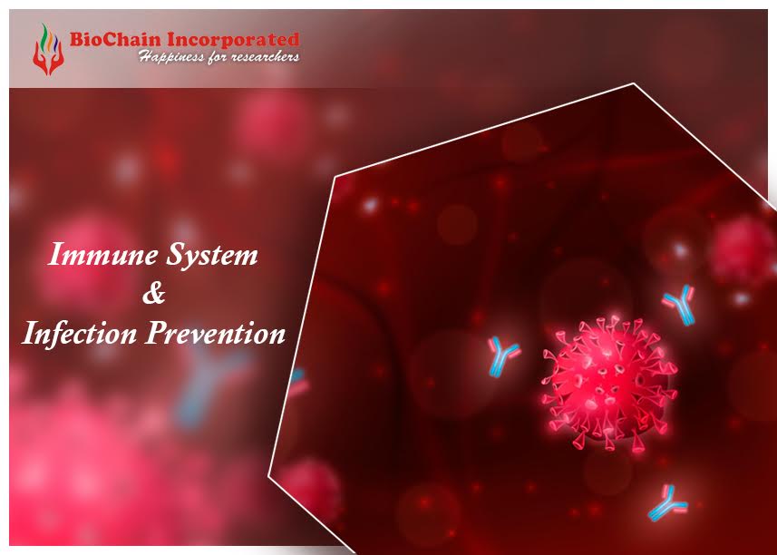 What You Must Know About The Immune System And Antibody Response?