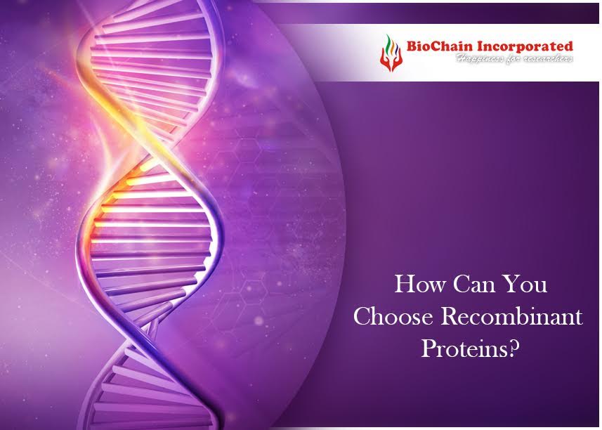 Tips To Select Recombinant Proteins, Growth Factors & Cytokines