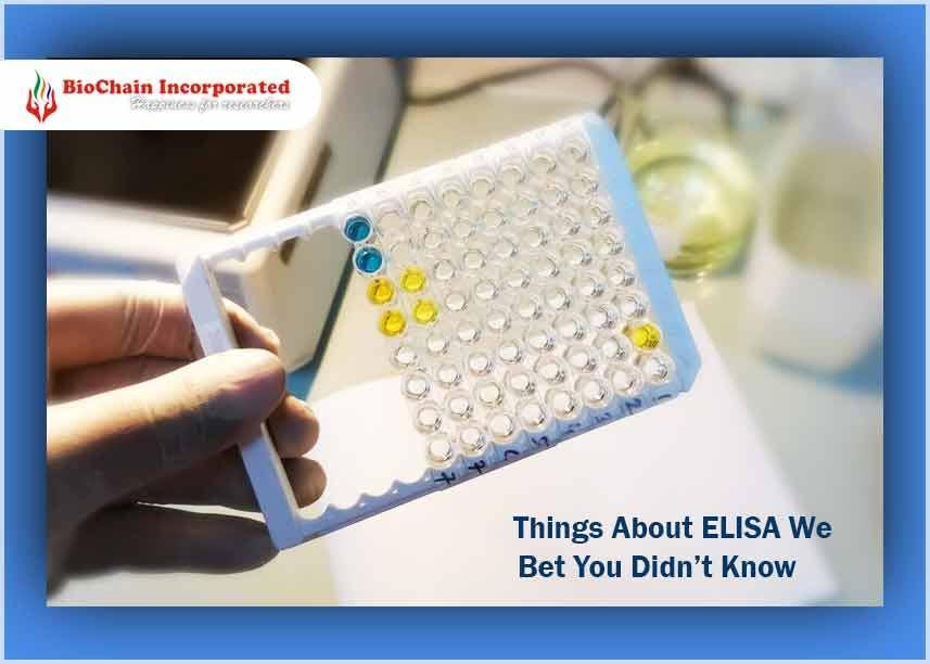 Innovative ELISA Tests: All You Need To Know About Them