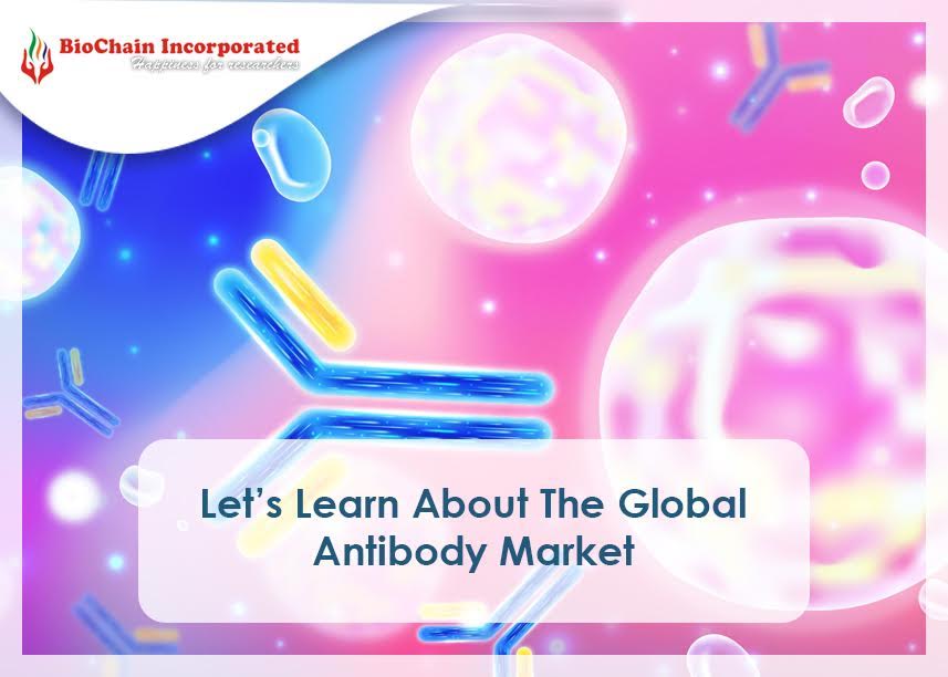 A Description Of Global Antibodies Market: Its Size & Trends 