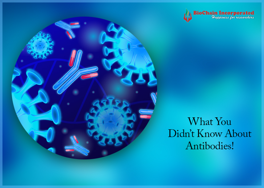 Abridging Different Methods And Techniques Of Antibodies
