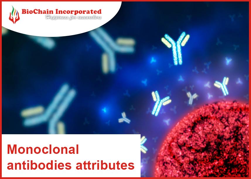 What are the various applications of monoclonal antibodies?