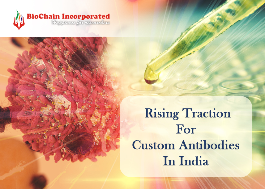 The Rising Traction For Custom Antibodies In India