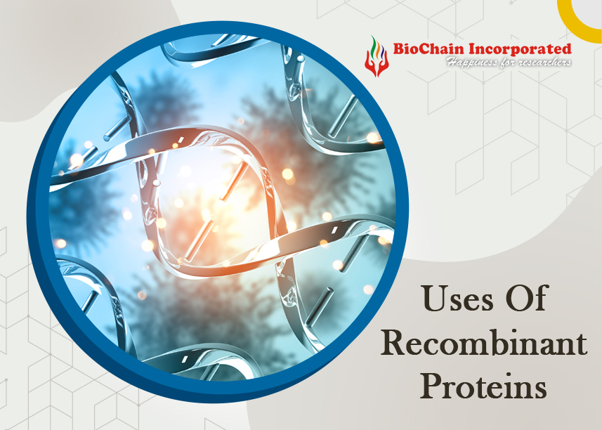 What Are The Various Applications Of Recombinant Proteins?