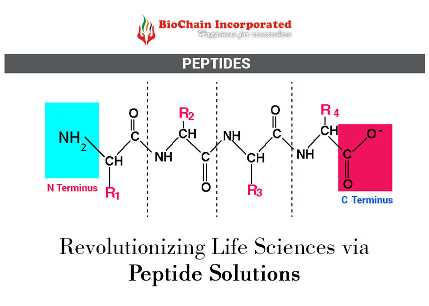 Peptides: Unraveling Their Significance in Life Sciences with BioChain
