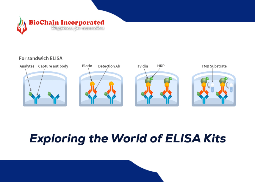 Unraveling the Mysteries of ELISA Kits for Precision Diagnostics