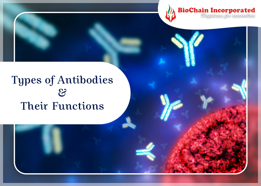 Antibodies Unveiled: Navigating the Spectrum of Immune Defenders