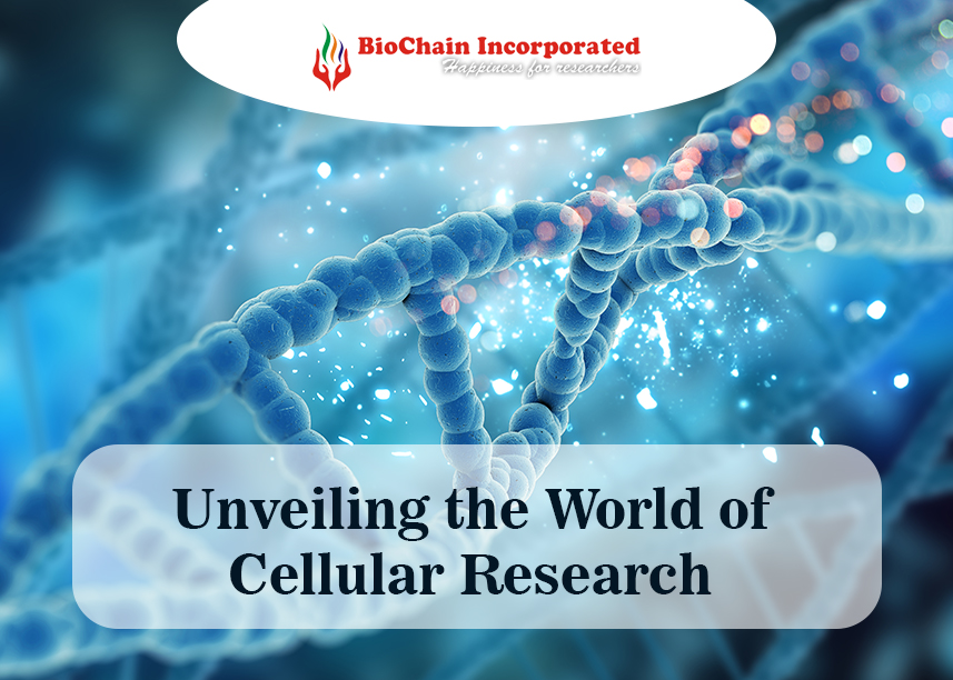 Trusted Solutions from Biochain – Your Partner in Cutting-Edge Stem Cell Products