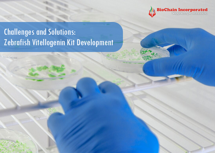 Exploring the Journey of Zebrafish Vitellogenin ELISA Kit Development with Biochain
