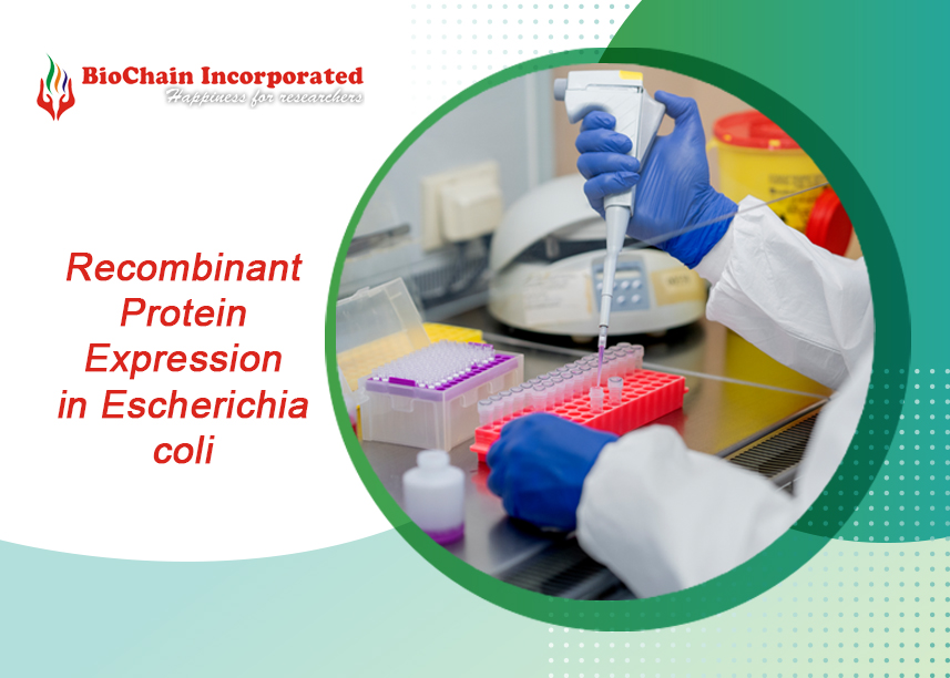 From Lab to Life: Exploring the World of Recombinant Proteins