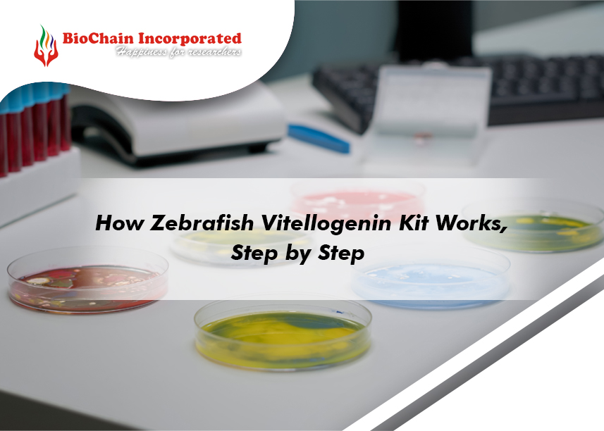 Unveiling the Wonders: How the Zebrafish Vitellogenin ELISA Kit Works