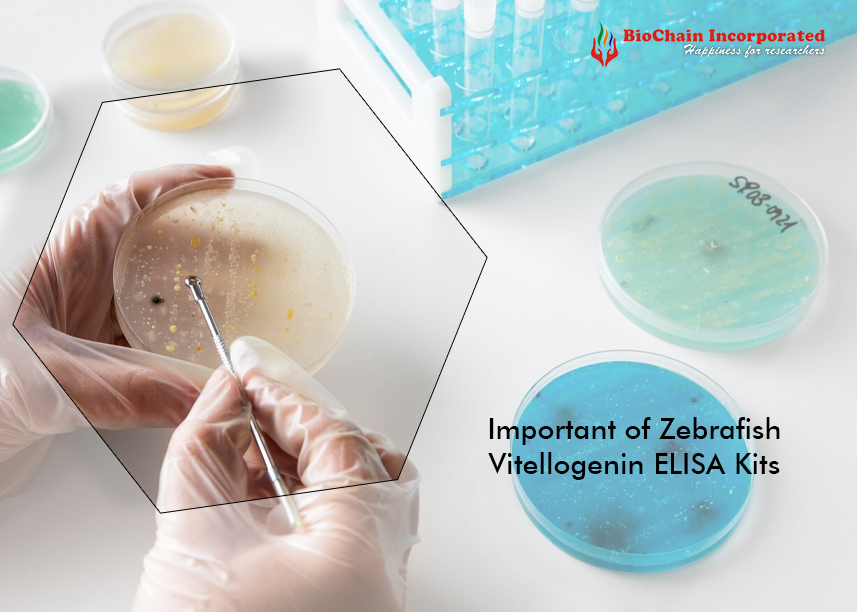 What is Zebrafish Vitellogenin ELISA Kit and Why is it Important?