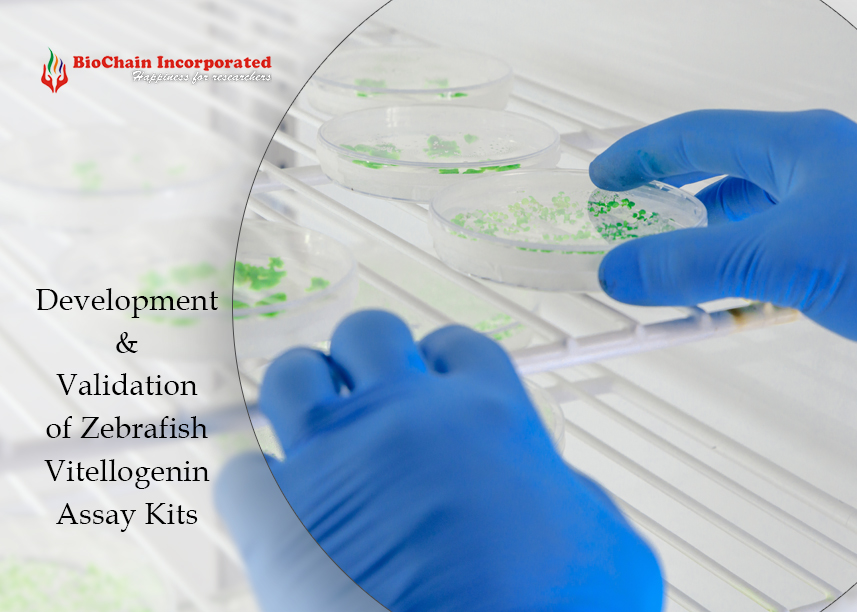 Unveiling the Significance of Zebrafish Vitellogenin in Reproductive Toxicology Research