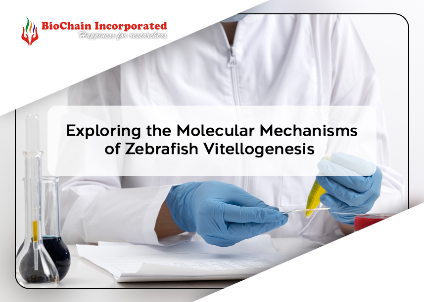 Delving into the Intricacies of Zebrafish Vitellogenesis: A Fascinating Journey into Molecular Mechanisms