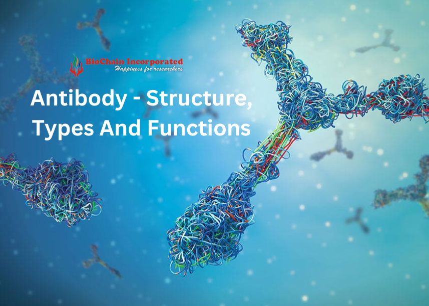 Antibody - Structure, Types And Functions