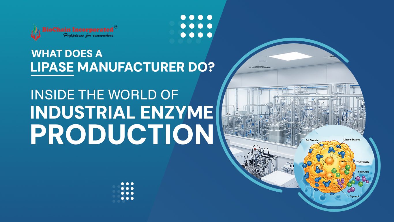 Lipase Manufacturer: Inside the world of industrial enzyme production
