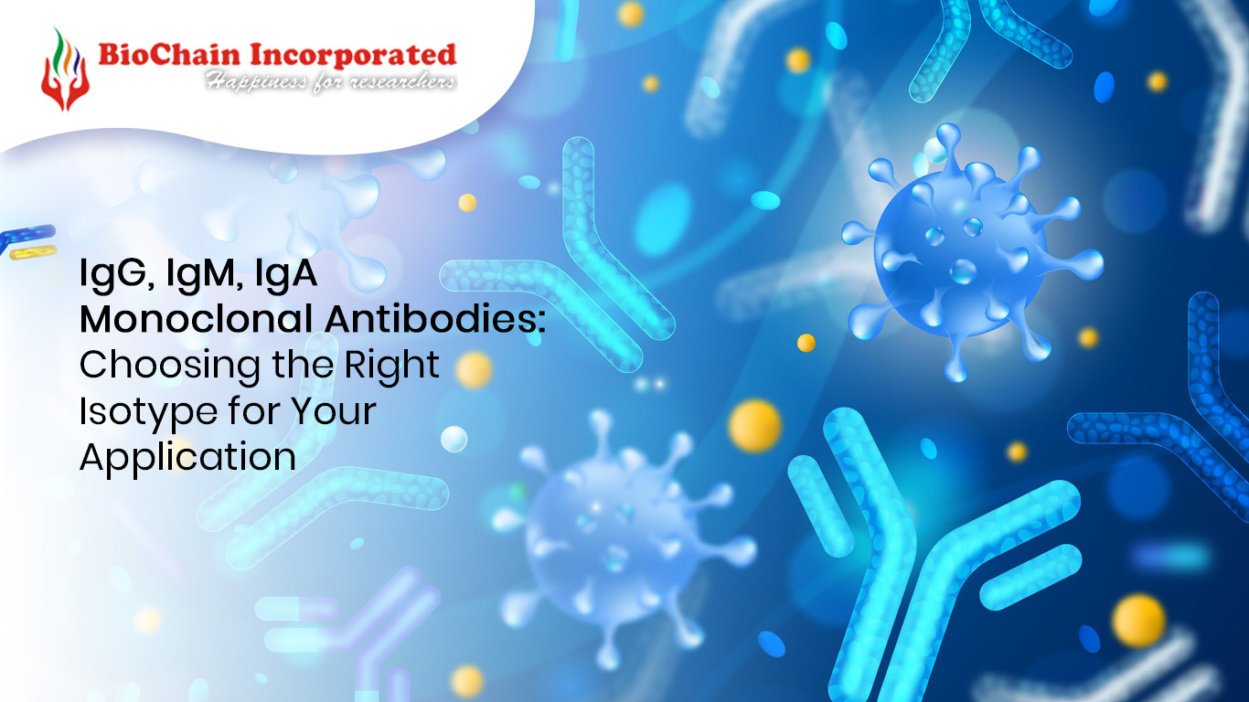 IgG, IgM, IgA Monoclonal Antibodies: Choosing the Right Isotype for Your Application 