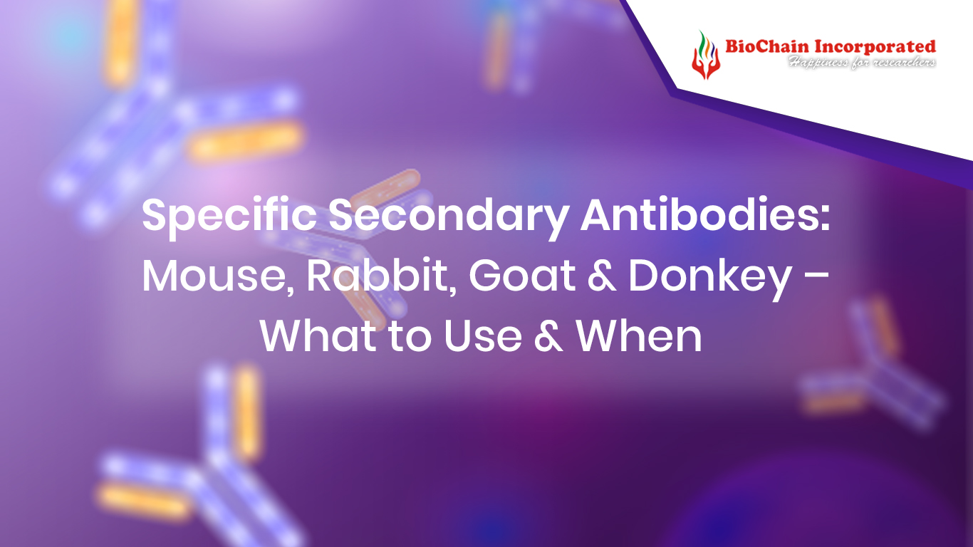 Species-Specific Secondary Antibodies: Mouse, Rabbit, Goat & Donkey – What to Use and When