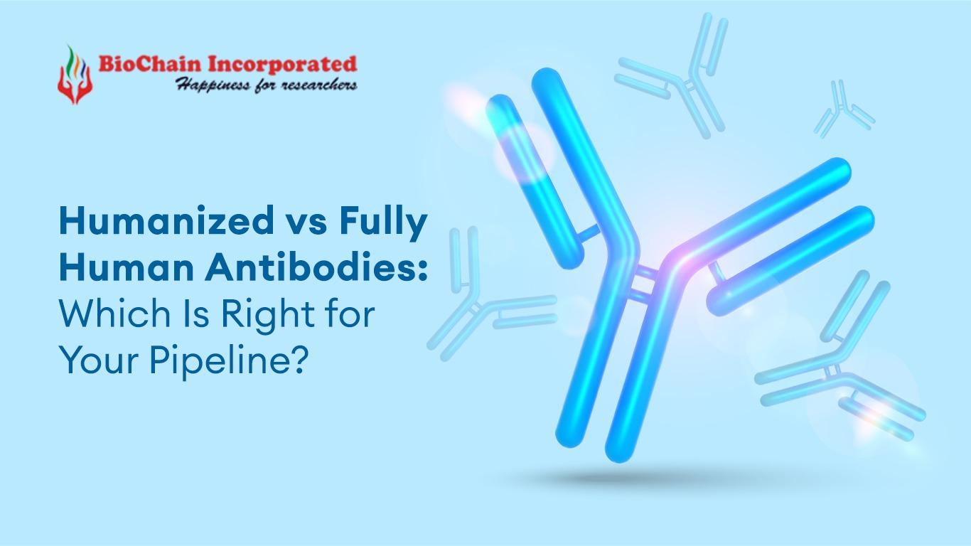 Humanized vs Fully Human Antibodies: Which Is Right for Your Pipeline? 