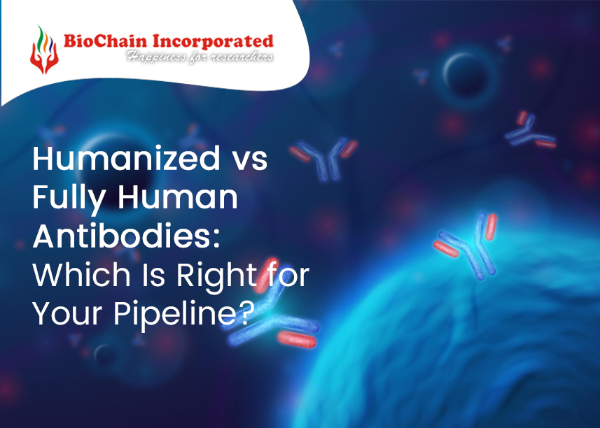 Humanized vs Fully Human Antibodies: Which Is Right for Your Pipeline?